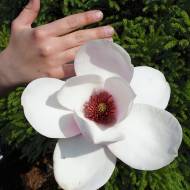 Саджанець Магнолія гібридна Atlas в контейнері